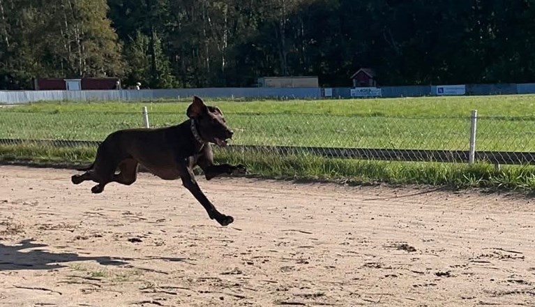 En hund som springer fort på en hundkapplöpningsbana