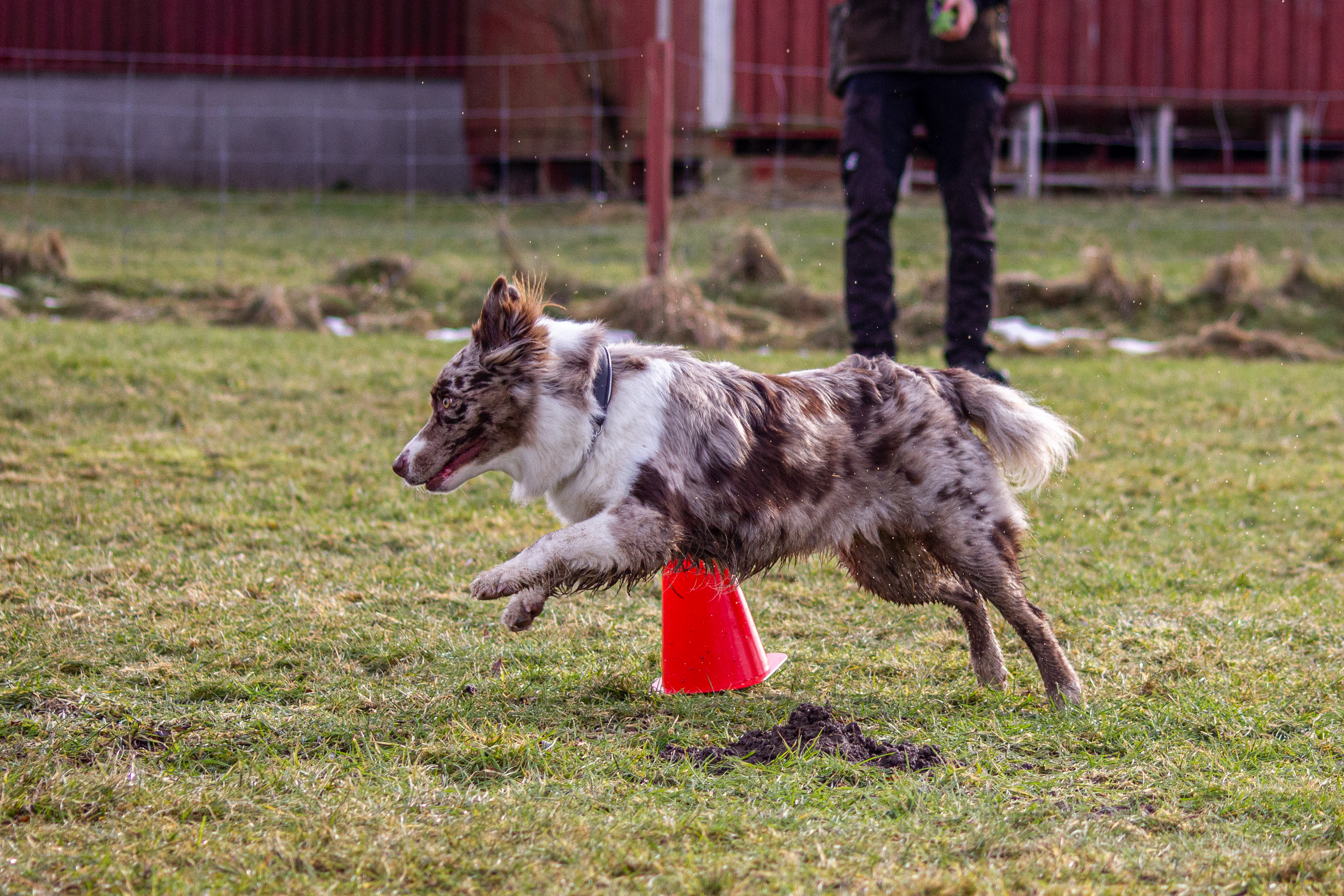 Australian shepherd rundar kon
