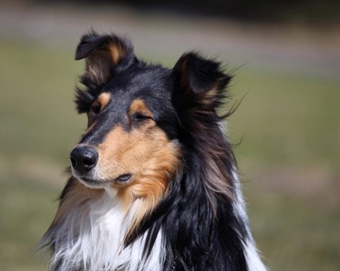 Långhårig Collie