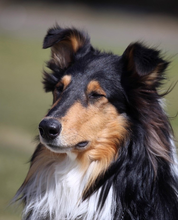 Långhårig Collie