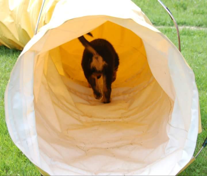 Bild från en agility träning