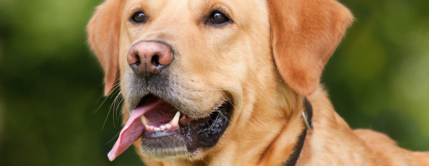 En ljus labrador -
