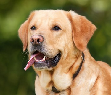 En ljus labrador -