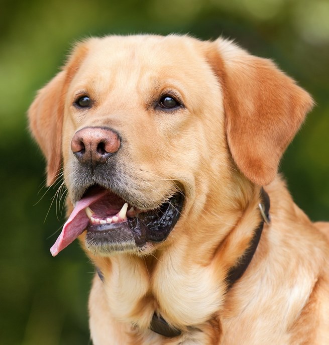 En ljus labrador -