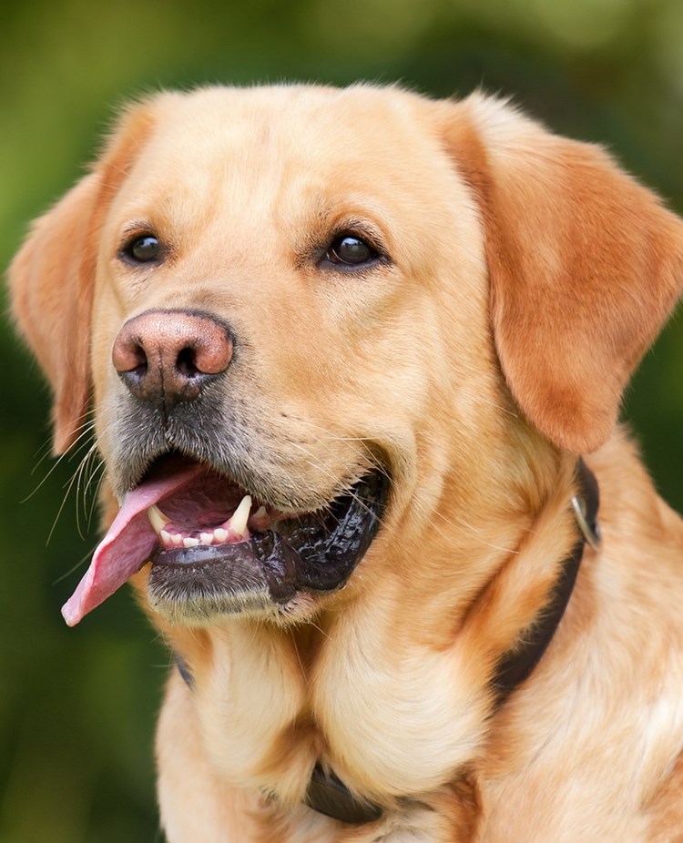 En ljus labrador -
