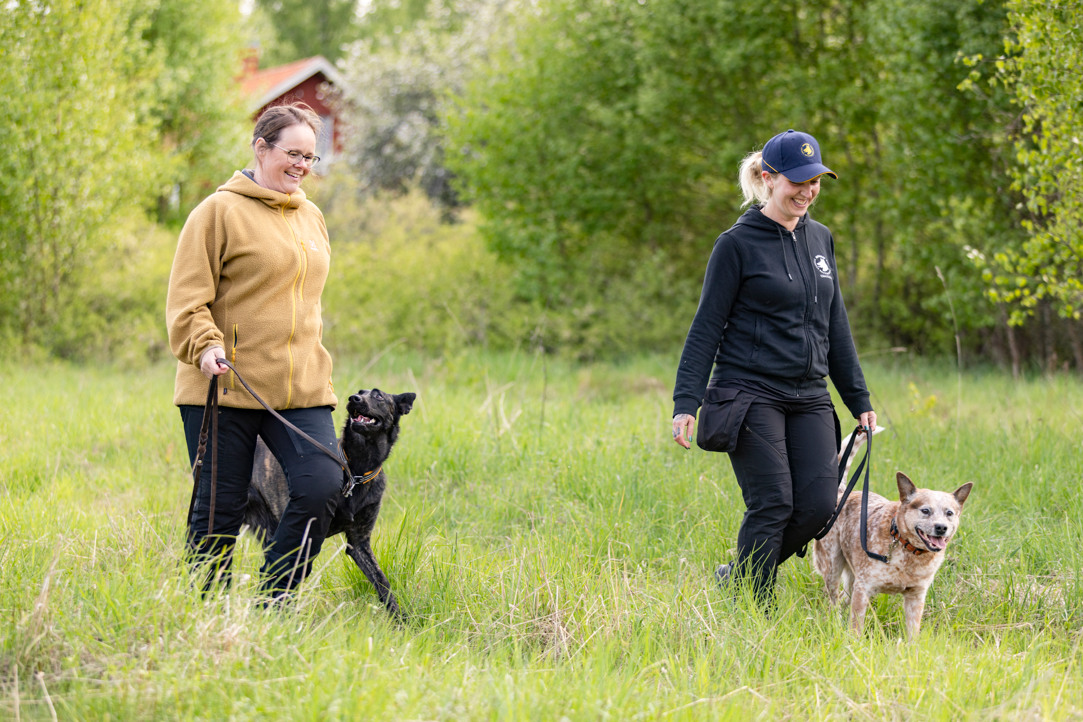 En Hollandse herdershond och en Australian cattledog på promenad med sina förare.