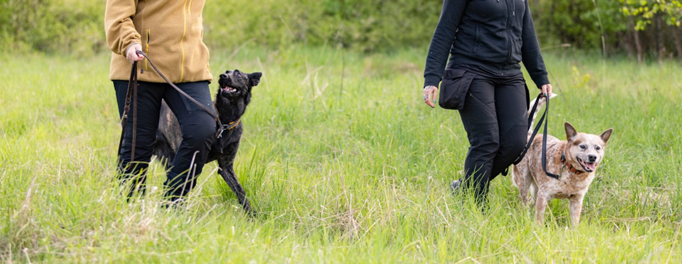 En Hollandse herdershond och en Australian cattledog på promenad med sina förare.