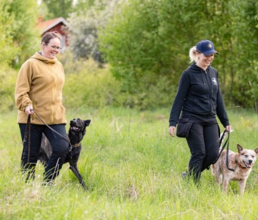 En Hollandse herdershond och en Australian cattledog på promenad med sina förare.