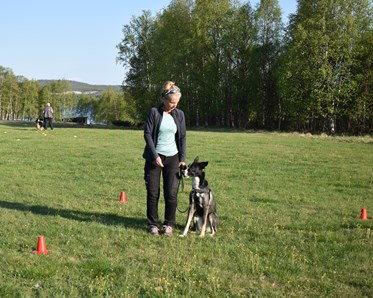Allmänlydnadskurs på Hundholmen.