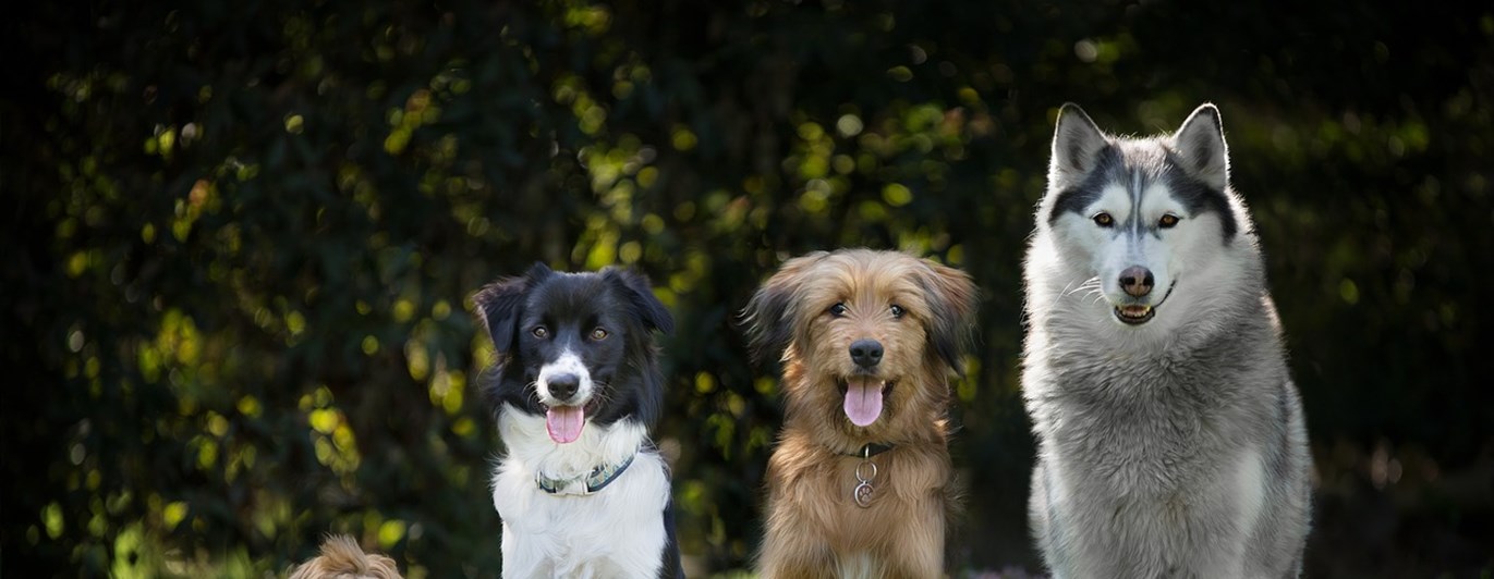Hundar som sitter på rad i fallande storleksordning.