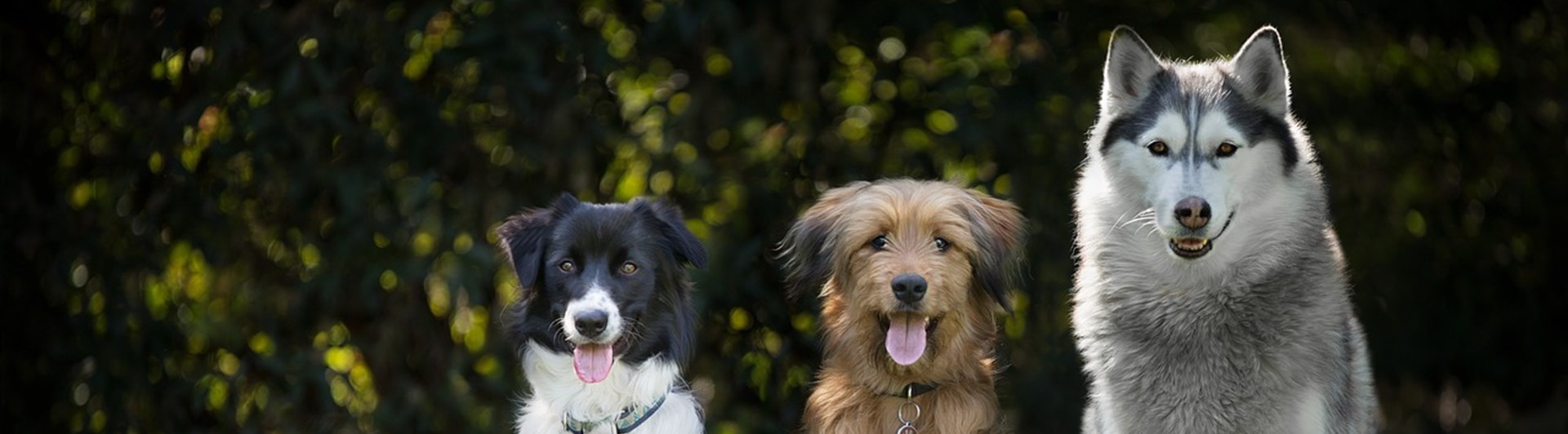 Hundar som sitter på rad i fallande storleksordning.