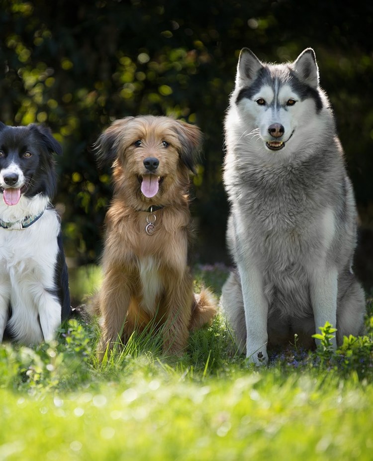 Hundar som sitter på rad i fallande storleksordning.