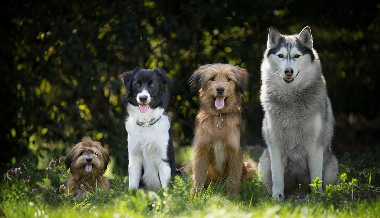 Hundar som sitter på rad i fallande storleksordning.