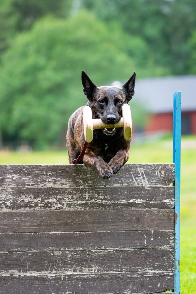 Hund som hoppar och apporterar