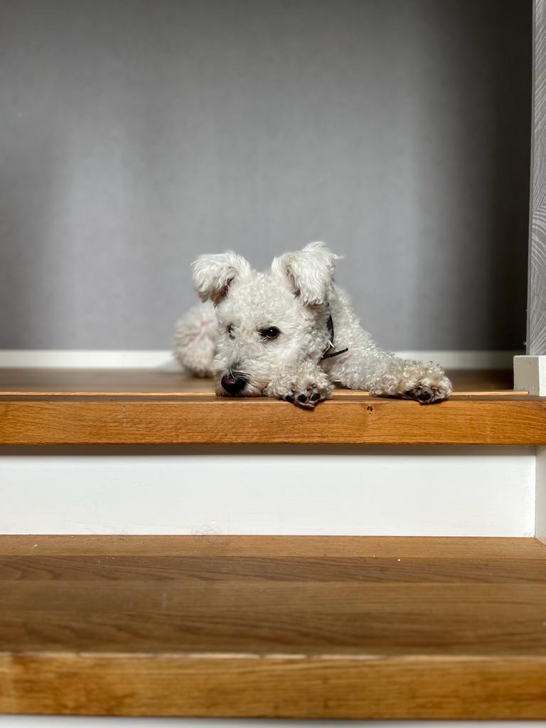 Pumi ligger i trappan