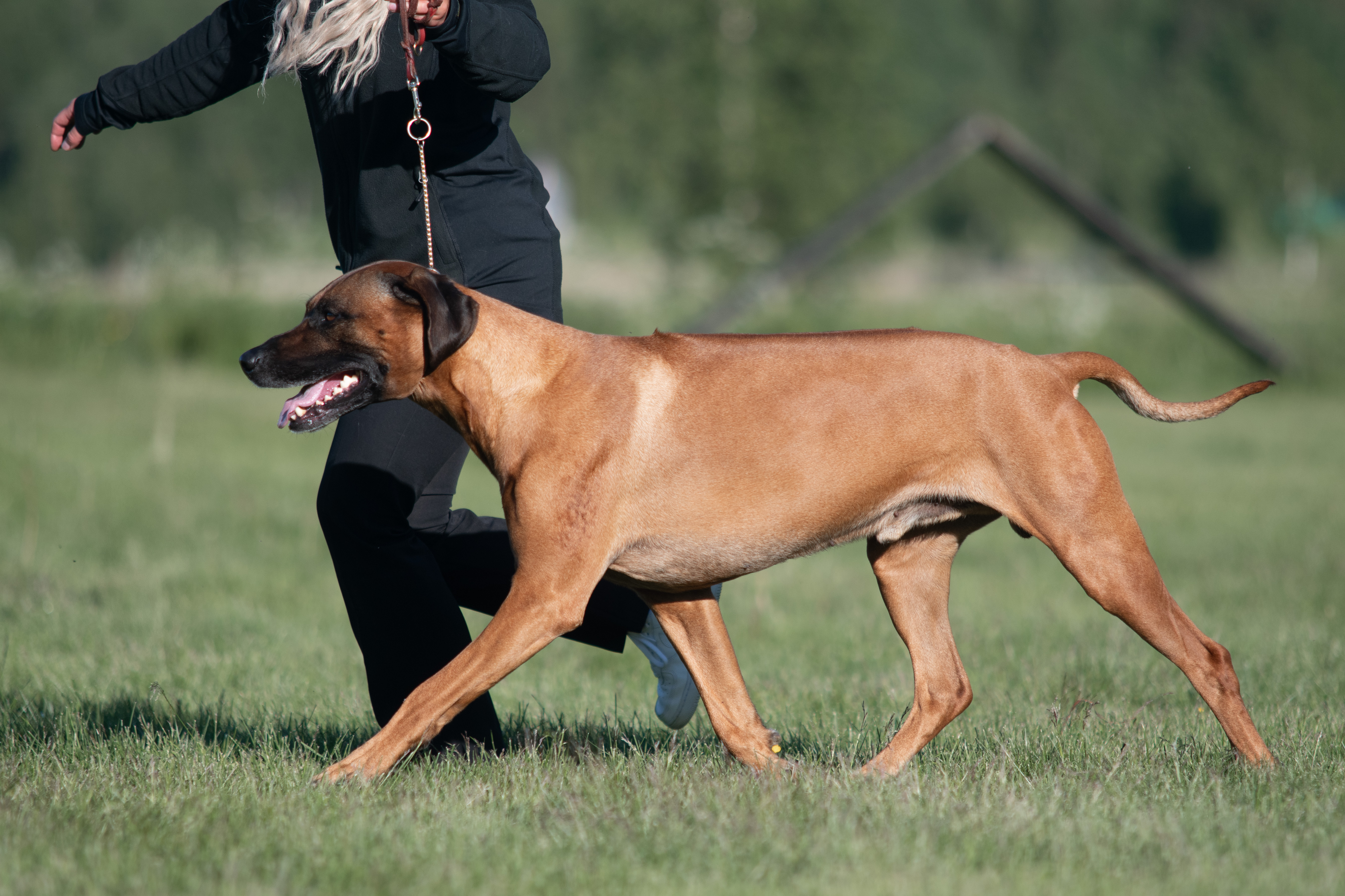 En ridgeback hane visas upp av en handler.