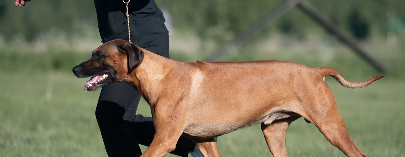 En ridgeback hane visas upp av en handler.