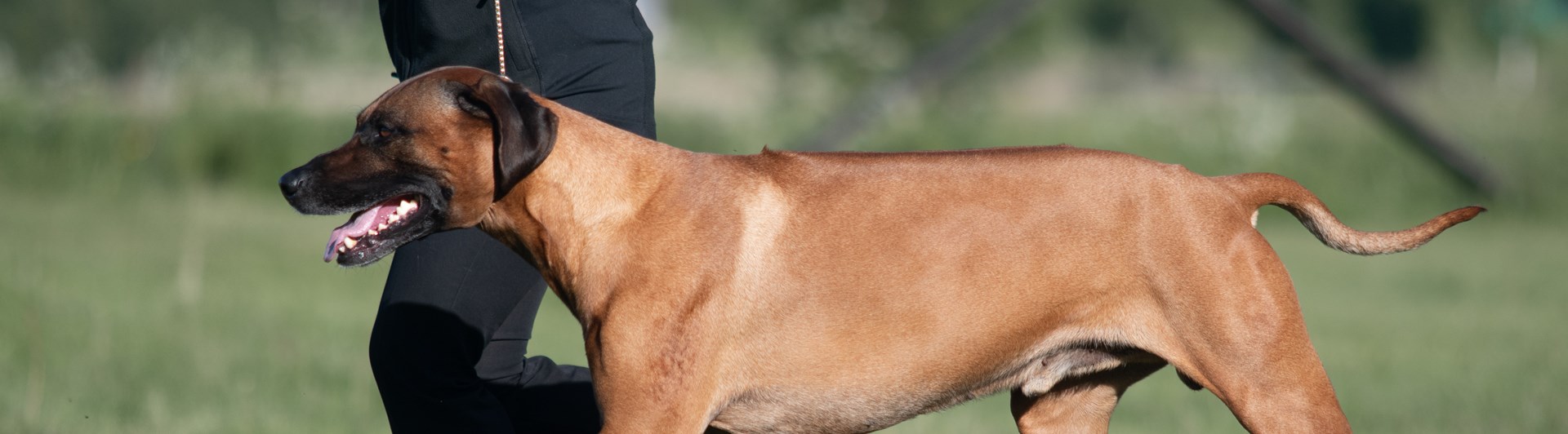 En ridgeback hane visas upp av en handler.