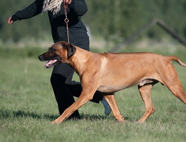 En ridgeback hane visas upp av en handler.