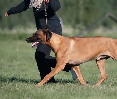 En ridgeback hane visas upp av en handler.