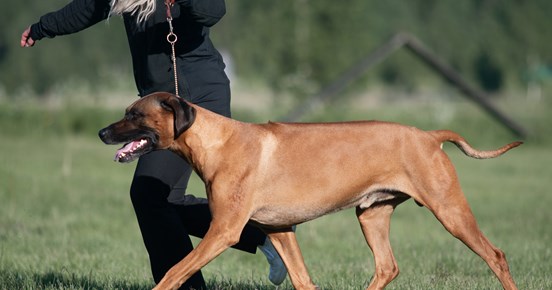 En ridgeback hane visas upp av en handler.