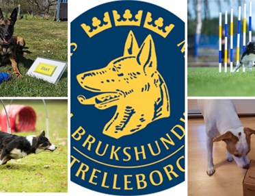 Prova på 30 juli med Rallylydnad, Agility, NoseWork och Hoopers