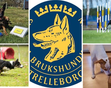 Prova på 30 juli med Rallylydnad, Agility, NoseWork och Hoopers