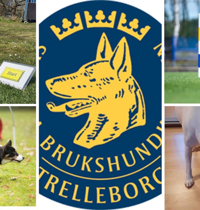 Prova på 30 juli med Rallylydnad, Agility, NoseWork och Hoopers