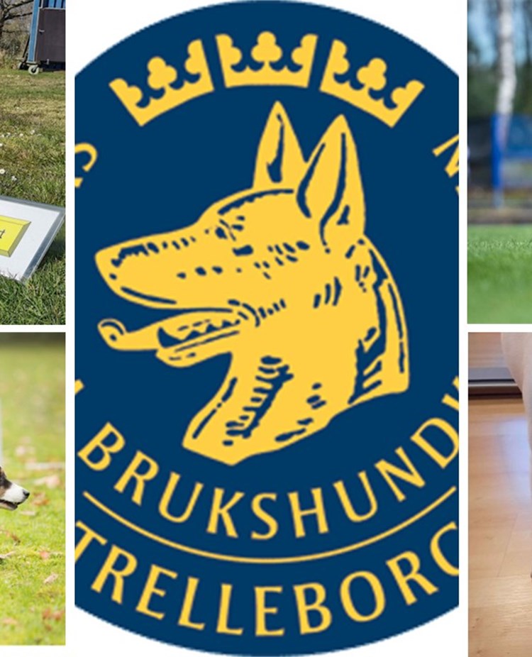 Prova på 30 juli med Rallylydnad, Agility, NoseWork och Hoopers