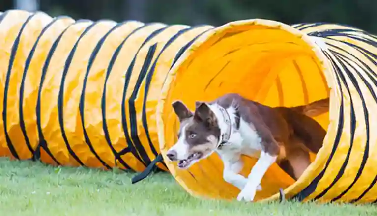 Hund springer ut ur agilitytunnel