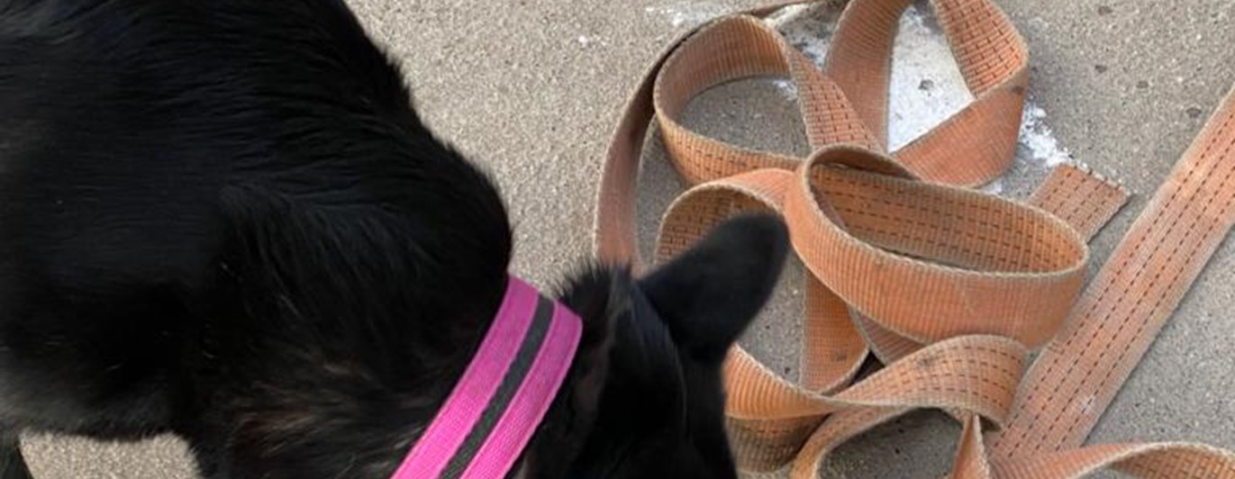 Byling markerar på gömma under spännbälte