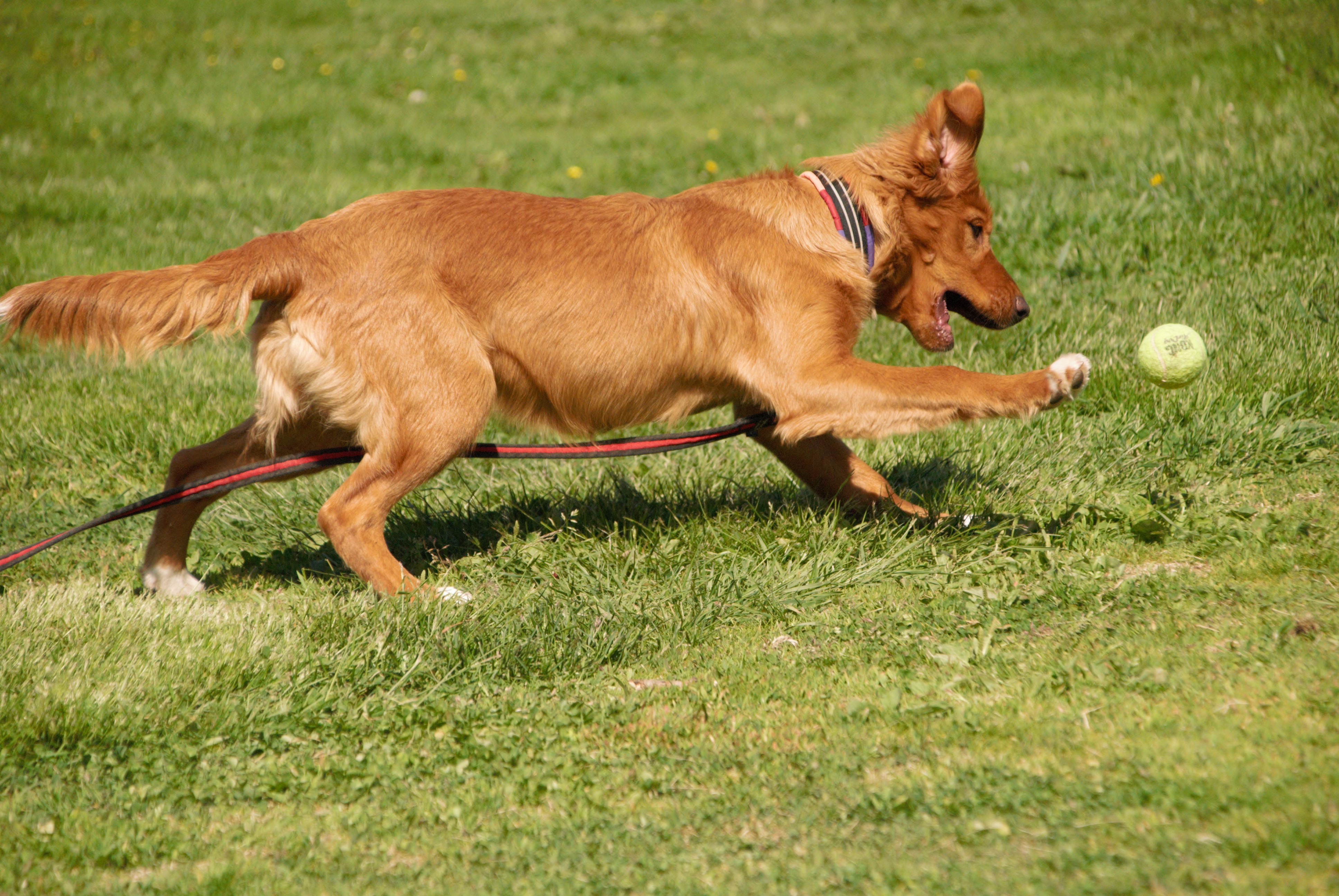 Hund på gräsplan som jagar boll, Fotograf Viktoria Berg