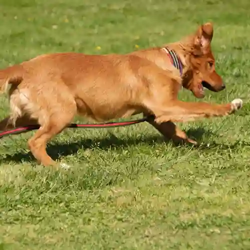 Hund på gräsplan som jagar boll, Fotograf Viktoria Berg