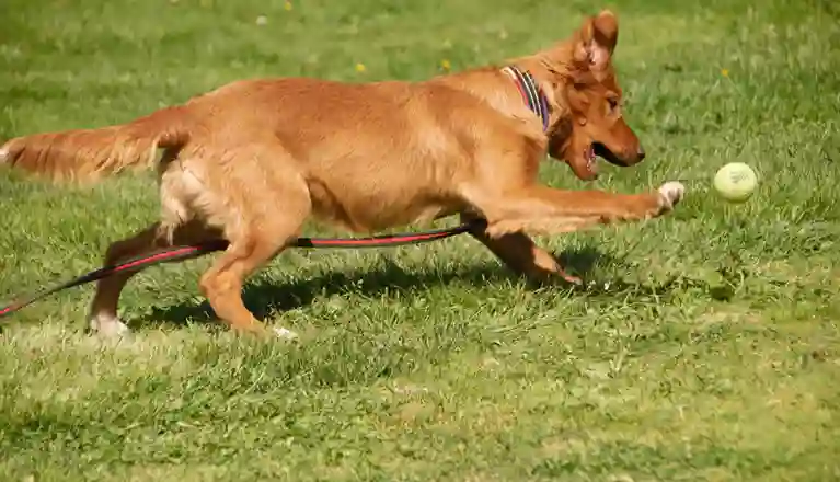 Hund på gräsplan som jagar boll, Fotograf Viktoria Berg