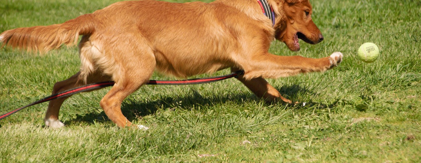 Hund på gräsplan som jagar boll, Fotograf Viktoria Berg