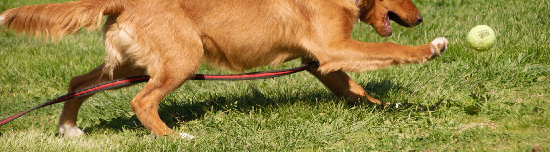 Hund på gräsplan som jagar boll, Fotograf Viktoria Berg