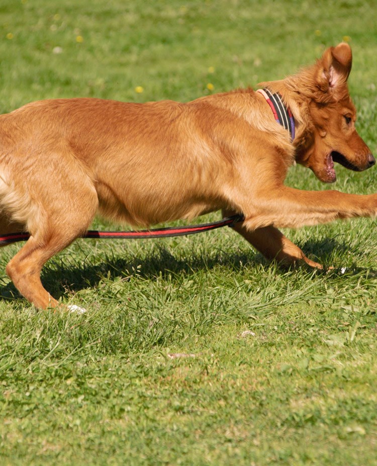 Hund på gräsplan som jagar boll, Fotograf Viktoria Berg
