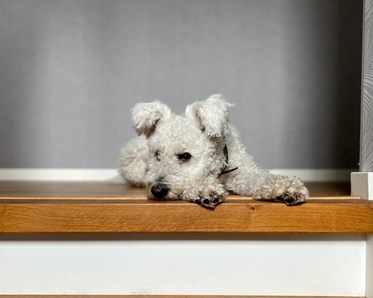 Pumi som ligger i trappan