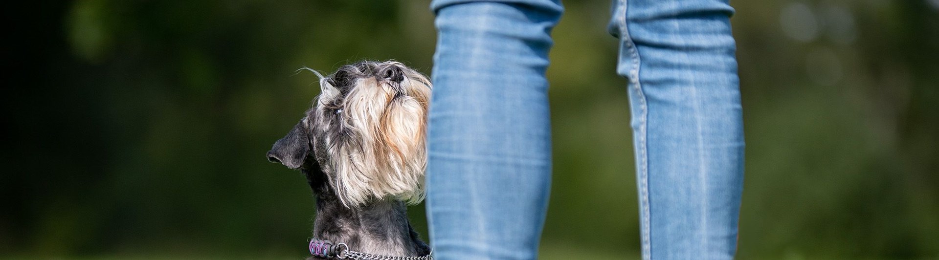 Liten hund tränar rallylydnad.