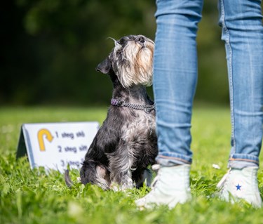 Liten hund tränar rallylydnad.