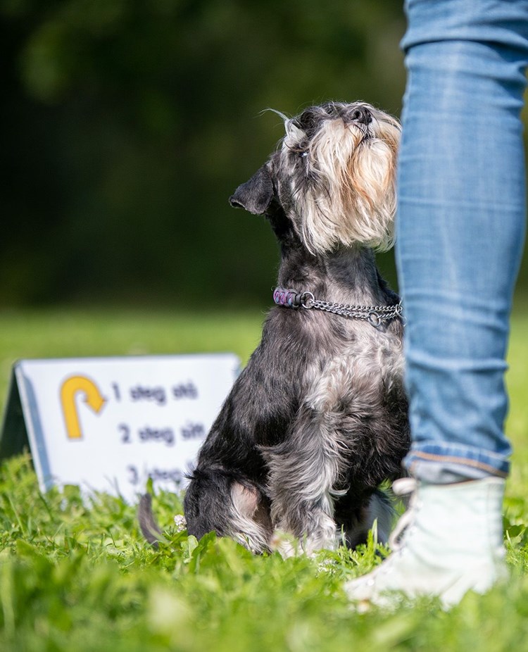 Liten hund tränar rallylydnad.