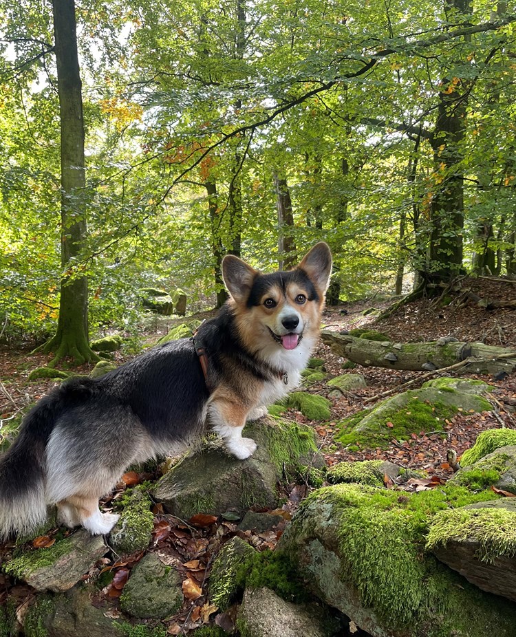 Hund på upptäcktsfärd i Klåverödskogen.