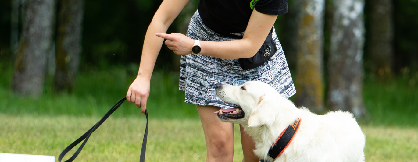 Hund som ska gå runt sin förare i rallylydnadsmomentet hund runt förare