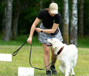 Hund som ska gå runt sin förare i rallylydnadsmomentet hund runt förare
