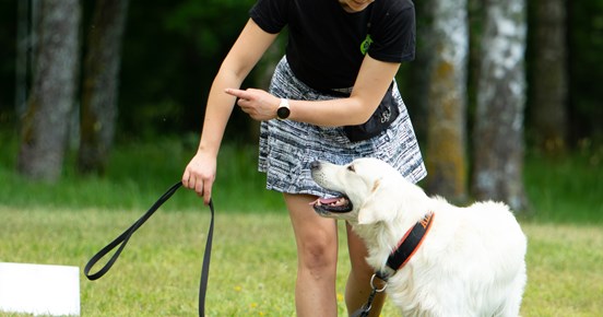 Hund som ska gå runt sin förare i rallylydnadsmomentet hund runt förare