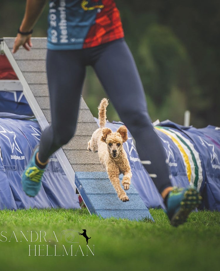 Agility bana