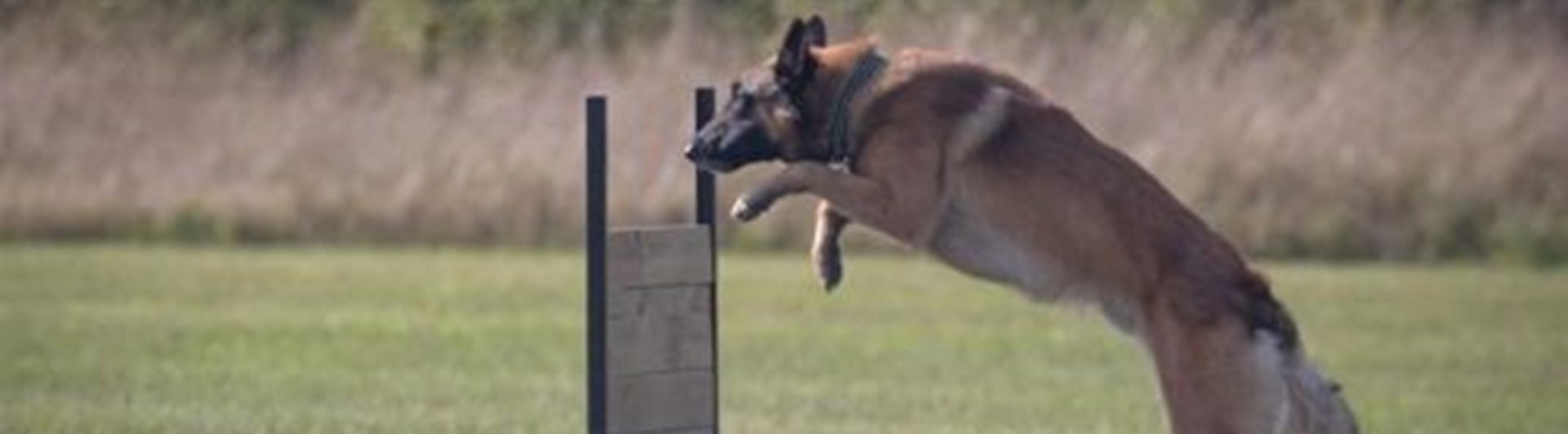 Hund hoppar över hinder