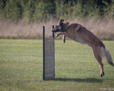 Hund hoppar över hinder