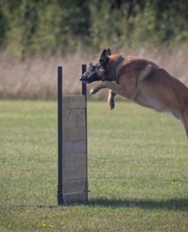 Hund hoppar över hinder