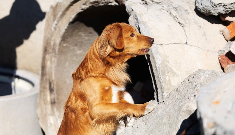 Foto: Nils Petter Nilsson